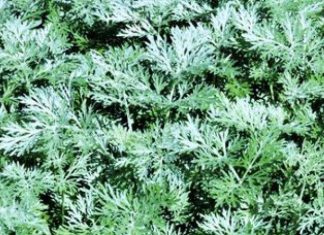 L’Artemisia en traitement covid : non conventionnel mais efficace ?