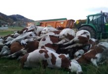 DNC, écologie punitive et liquidation programmée de l’élevage européen