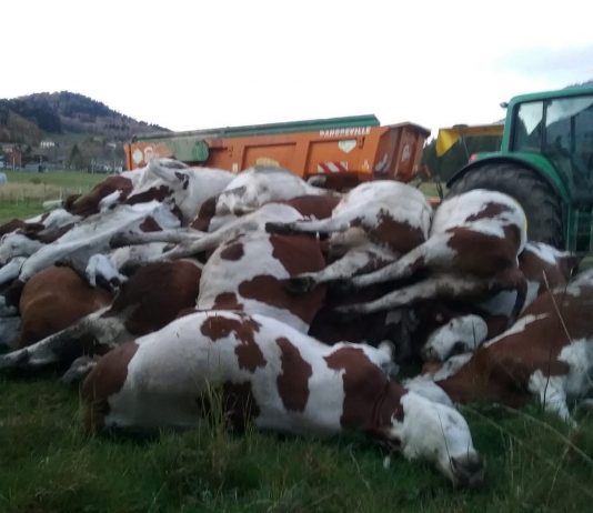 DNC, écologie punitive et liquidation programmée de l’élevage européen