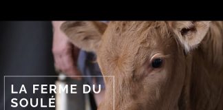 Ariège : l’État fort avec les faibles, un cas d’école d’anarcho tyrannie